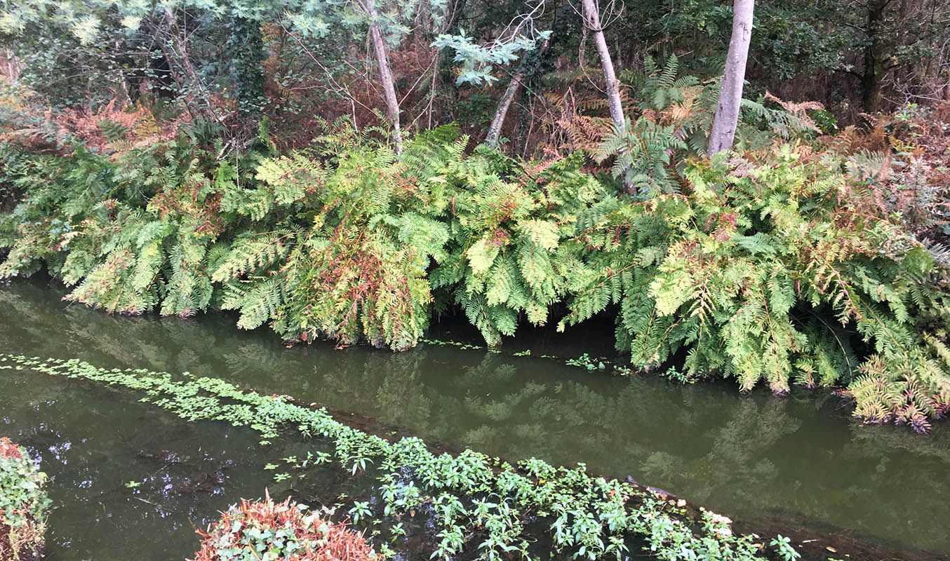 Osmunda regalis photo